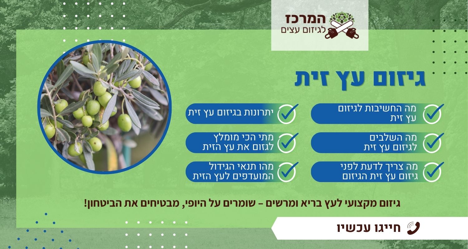 גיזום עץ זית