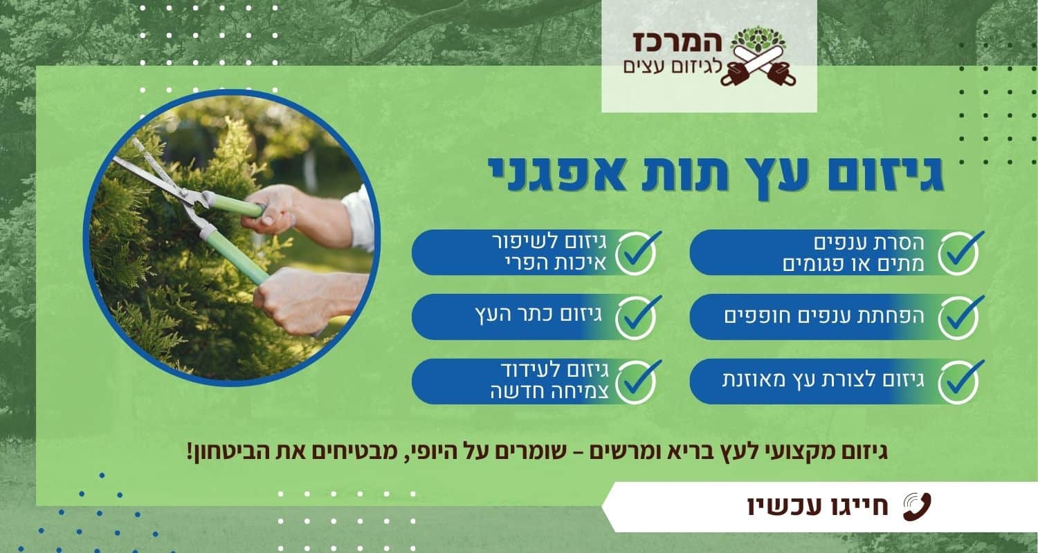 גיזום עץ תות אפגני