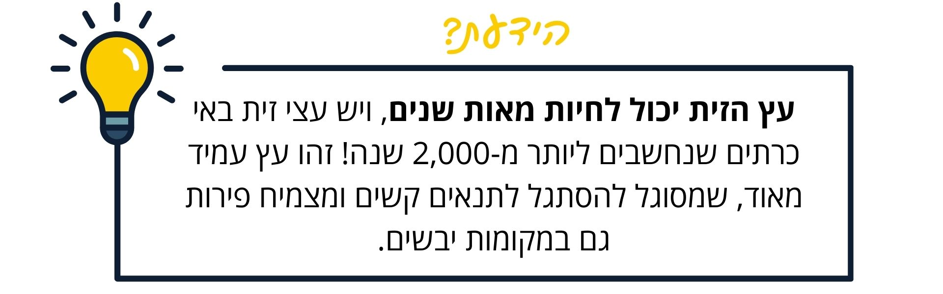 הידעת-עץ הזית