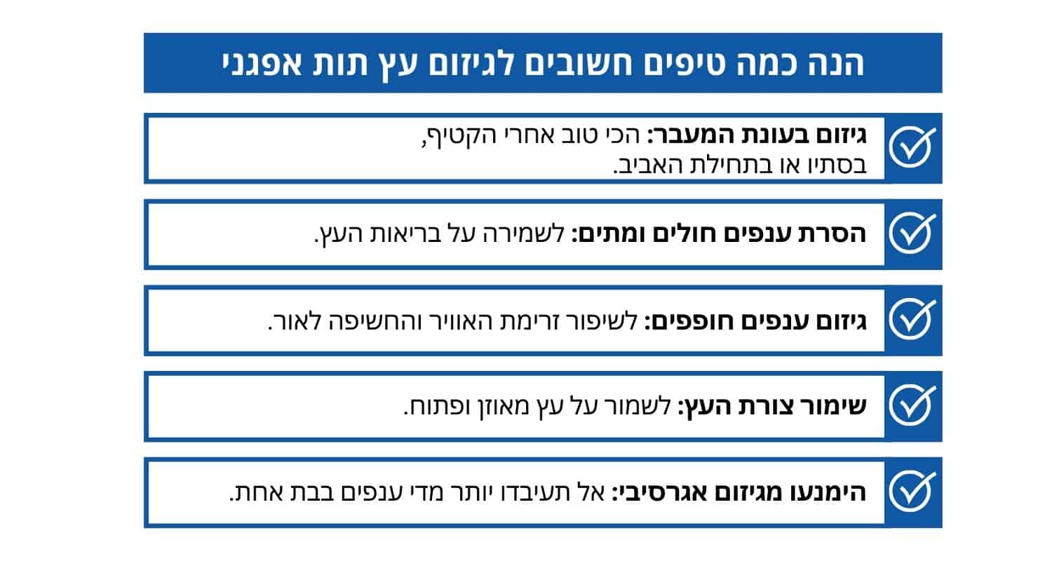 טיפים לגיזום עץ תות אפגני