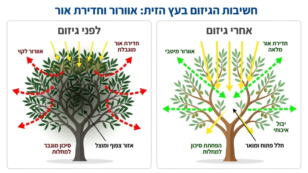עץ זית בריא ומטופח לאחר גיזום מקצועי המאפשר חדירת אור